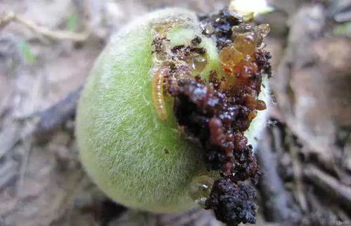 三环丙环唑：使用有讲究