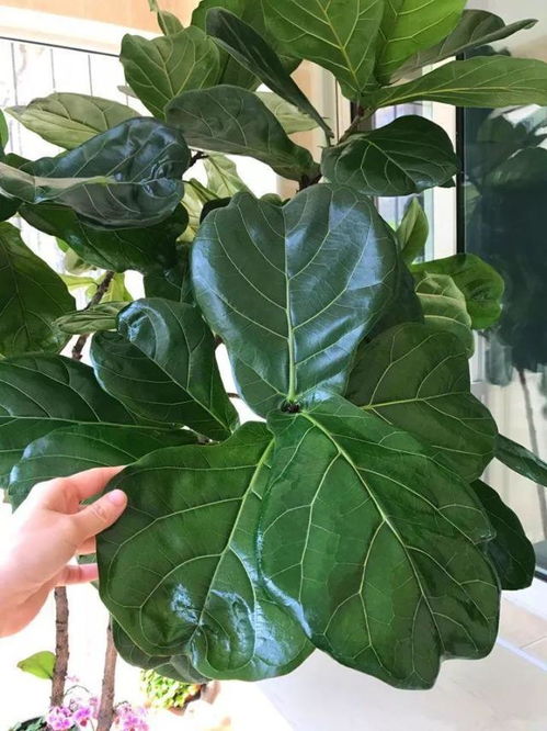 第二步：喷洒有技巧