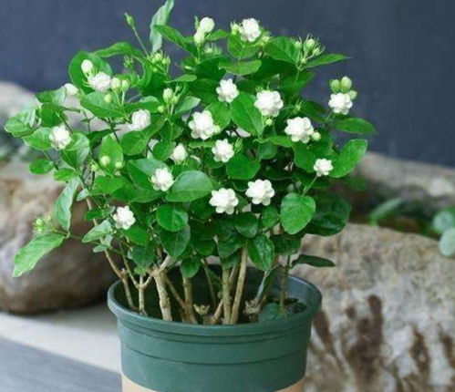 茉莉花养护：阳光充足