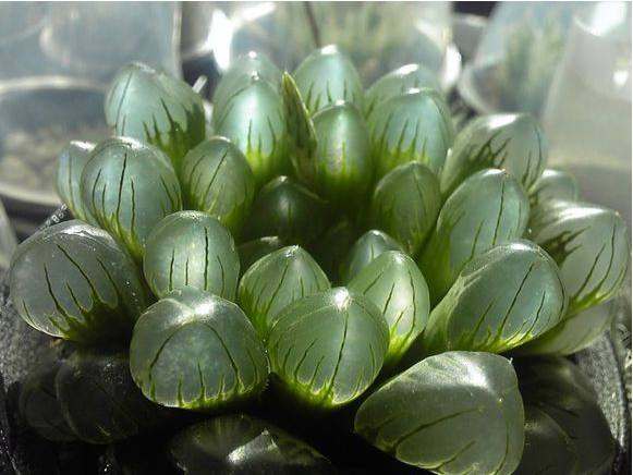 玉露叶子干枯发黄，新手种植玉露如何补救？