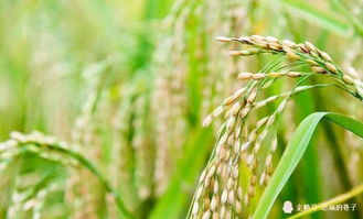 施肥的具体实施