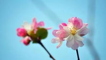 水性杨花，花落谁家