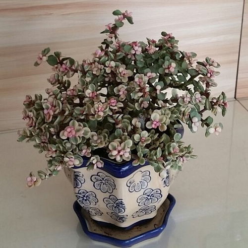雅乐之舞怎么才能长得快？秘诀藏在古老传承中