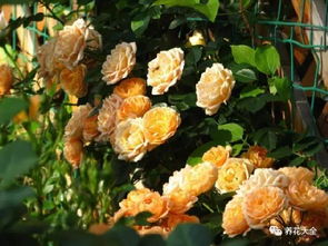 藤本樱霞月季：花开如霞， 魅力无限