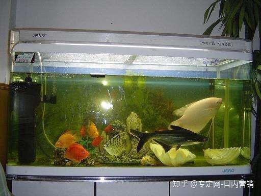 适合鱼缸的紫色植物有哪些？如何搭配水族环境以营造和谐生态