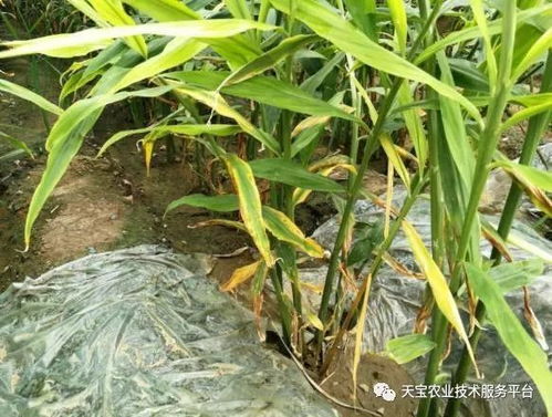 丙环唑：防治大姜叶斑病的神奇武器？