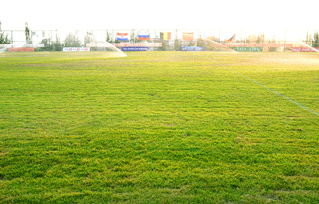 营养体建植：人工的巧手