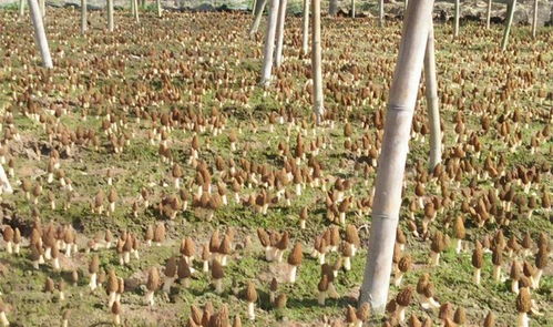 羊肚菌在什么样的土壤、温度和湿度条件下种植最适宜