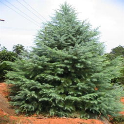 雪松苗的价格，你真的了解吗？