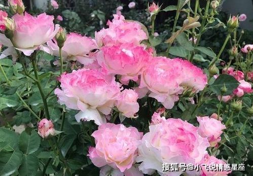 月季枯萎后如何正确处理才能重新绽放