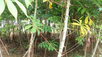 三、 五月种苗黄金时间表