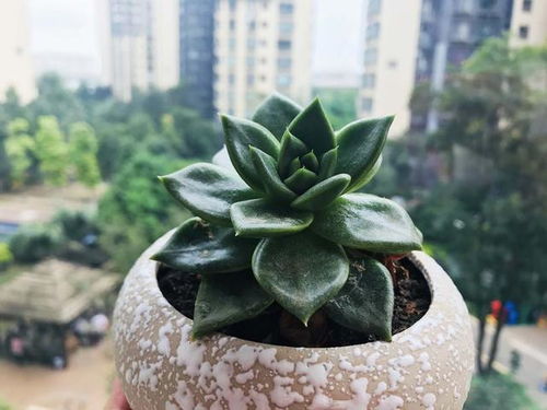 养花的乐趣与益处：家里的植物小帮手