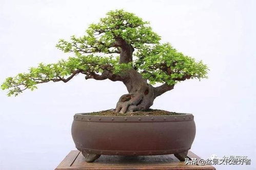 榆树盆景如何修剪才能长得又粗又壮