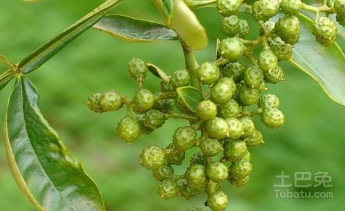 竹花椒≠花椒？它们之间到底有何不同