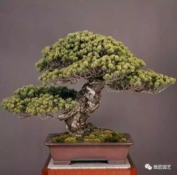 三、 柏树：古老稳重的盆景佳选