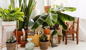 小区适合种植哪些植物，既能美化环境又能适应本地气候