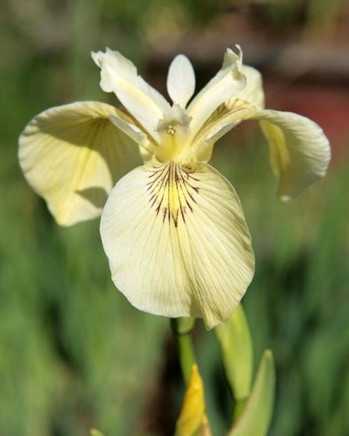 鸢尾苗木的定义与特点