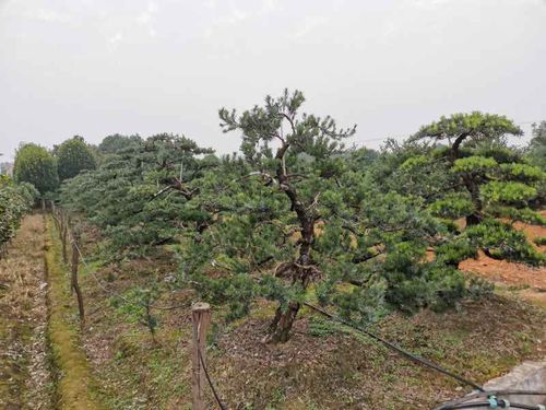 造型苗木的发展前景