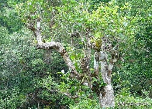 大小与树龄，两把衡量尺