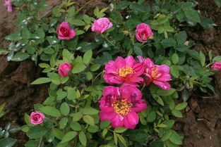 月季基地的温馨小窝