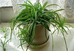 吊兰净化空气，养植易，家居绿植首选