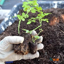 嫁接苗和扦插苗， 两种不同的花苗种植方法