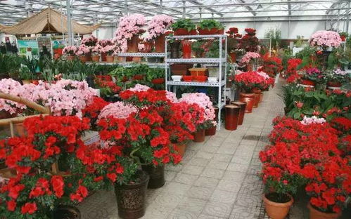 大树下种草花的烦恼