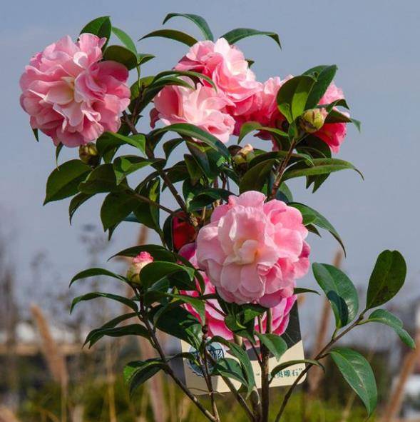 秋天茶花养护，如何让花朵绽放更久