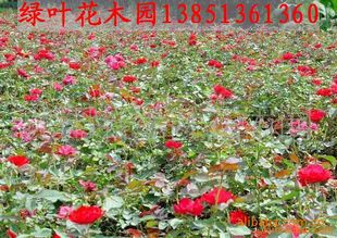 浇水姿势，你Zuo对了吗？