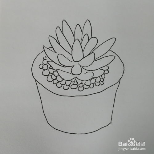 容易上手的多肉简笔画教程， 画出你生活中的小美好