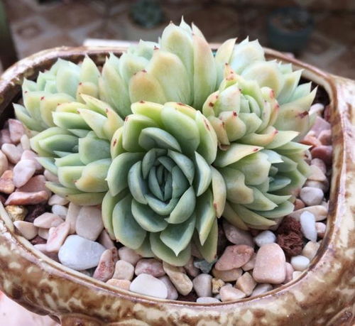 多肉植物养护技巧，如何让多肉胖起来