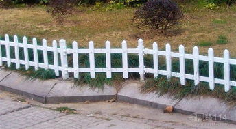 校园栅栏内可种植植物：矮牵牛、 千日红、蓝花鼠