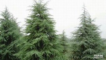 处理松针土， 为植物提供优质生长环境