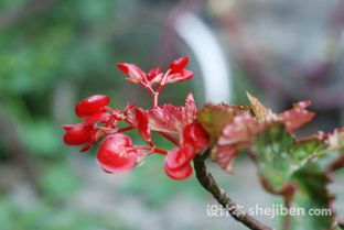 温度和光照的讲究