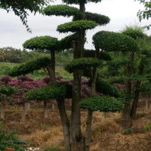 园林绿化：名贵苗木的佼佼者