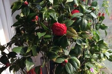 园土、 河沙，茶花的良伴