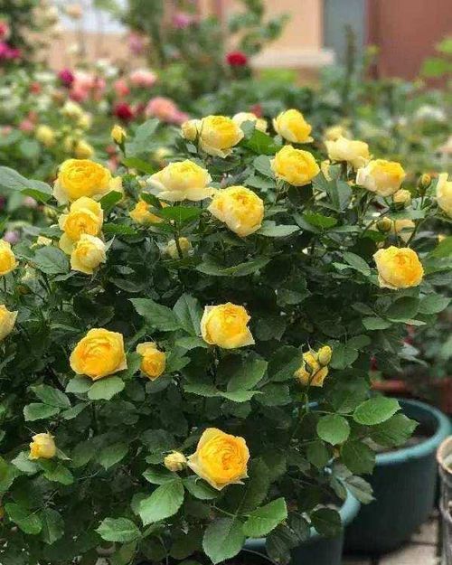 微型月季的美丽邂逅：果汁阳台与金丝雀之争