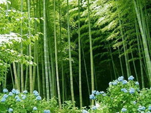 竹子属于什么植物？这些关于竹子的知识你了解多少