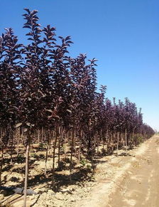 移栽紫叶稠李的注意事项