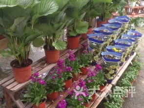 屯昌爆款花卉，品种繁多，园艺新宠