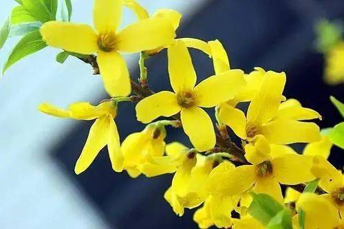 毛叶连翘的忒别之处