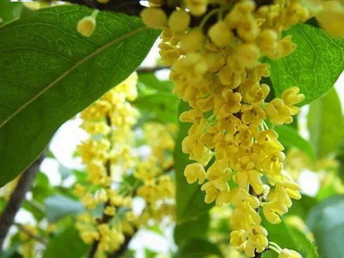 桂花冬天怎么拆分？保留花蕊