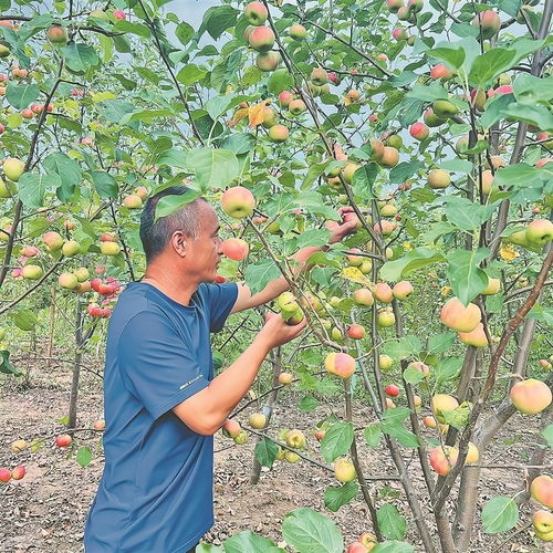 红啤梨采摘全攻略中，丰收季节如何挑选最佳采摘时机