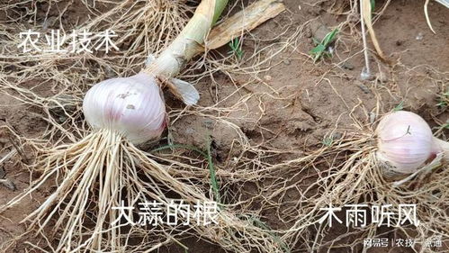 大蒜埋土后根系如何生长
