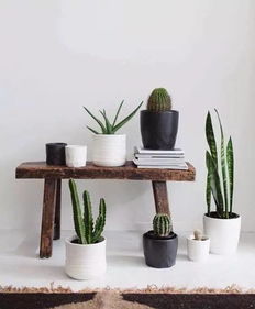 多肉植物，可爱又绿意盎然