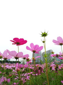 紫色花影， 神秘优雅