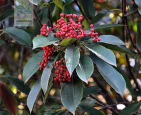 南天竹叶子变红的小秘密