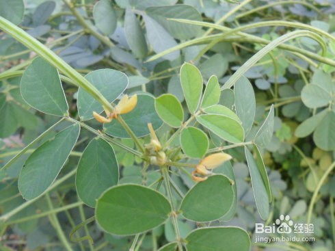 识别花生转基因：观察植株特征与果实性状