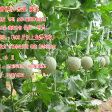 聊城蔬菜基地， 四季飘香