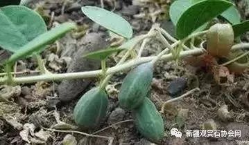 野西瓜苗似瓜非瓜，能否结果待考